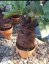Mandragorka 35 cm