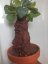 Mandragorka 55 cm