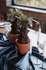 Mandragorka 55 cm
