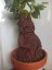 Mandragorka 55 cm