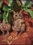 Mandragorka 35 cm