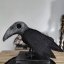 Edgar
