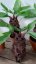 Mandragorka 35 cm