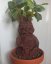 Mandragorka 55 cm