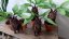 Mandragorka 35 cm