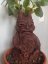 Mandragorka 55 cm